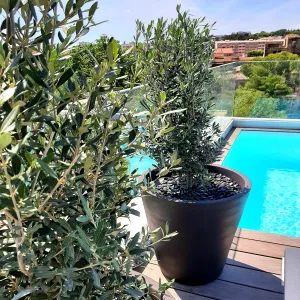 Vignette Olivier buisson pour une végétation résistante au soleil sur terrasse